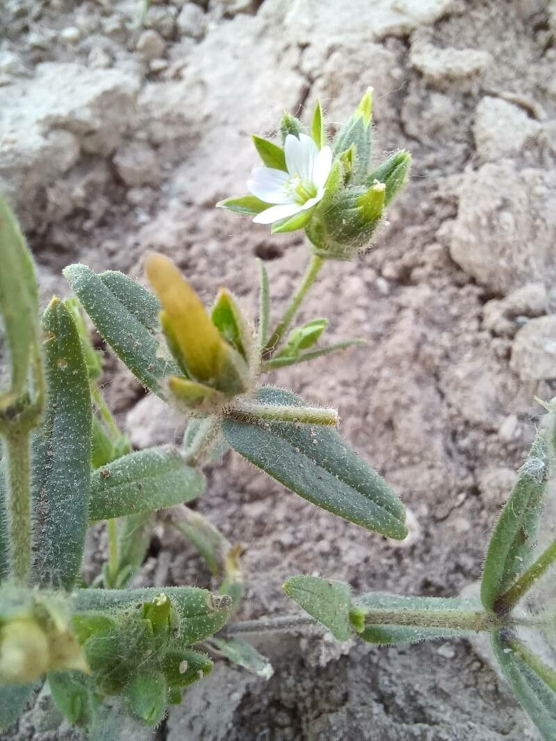 Cerastium dichotomum — search result for 'Cerastium'