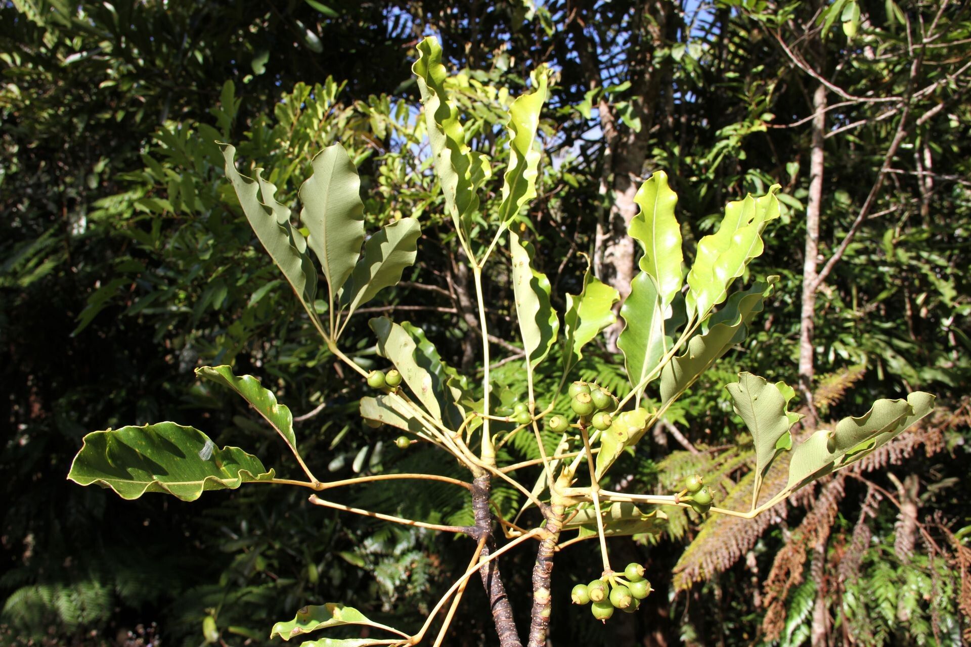 Plerandra pancheri habit