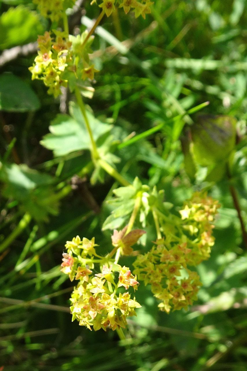 Alchemilla glabra flower