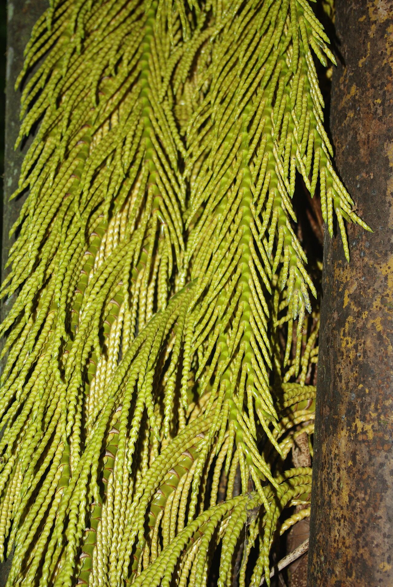 Raphia regalis — search result for 'Raphia'