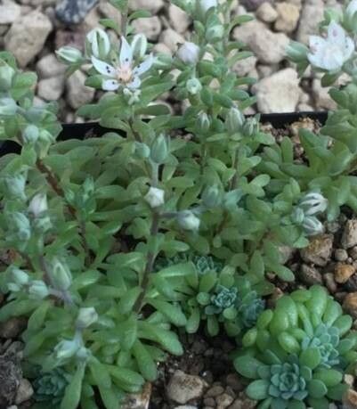 Sedum kristenii habit