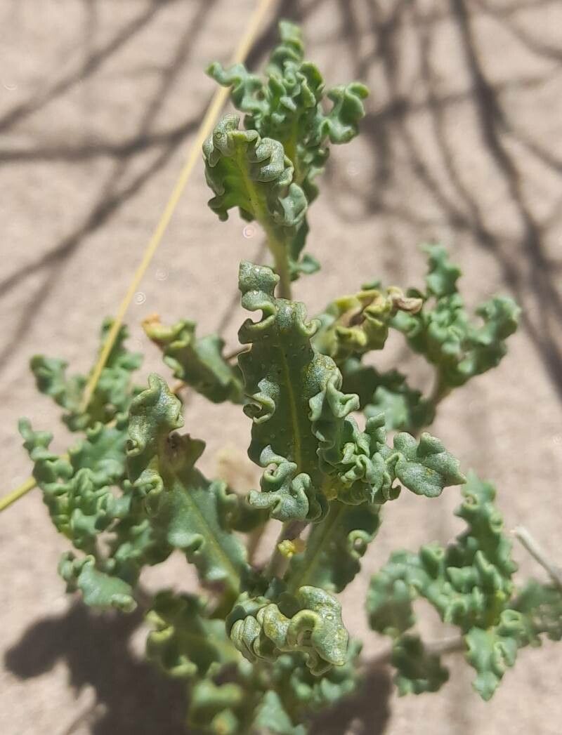 Solanum sinuatirecurvum leaf