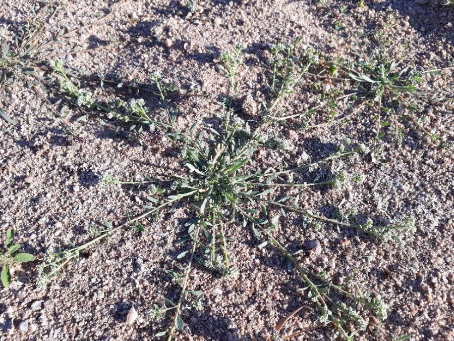 Corrigiola littoralis bark