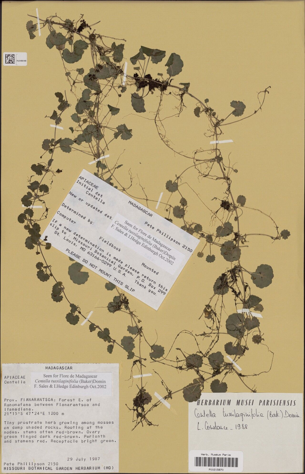 Centella tussilaginifolia — related species from the same genus