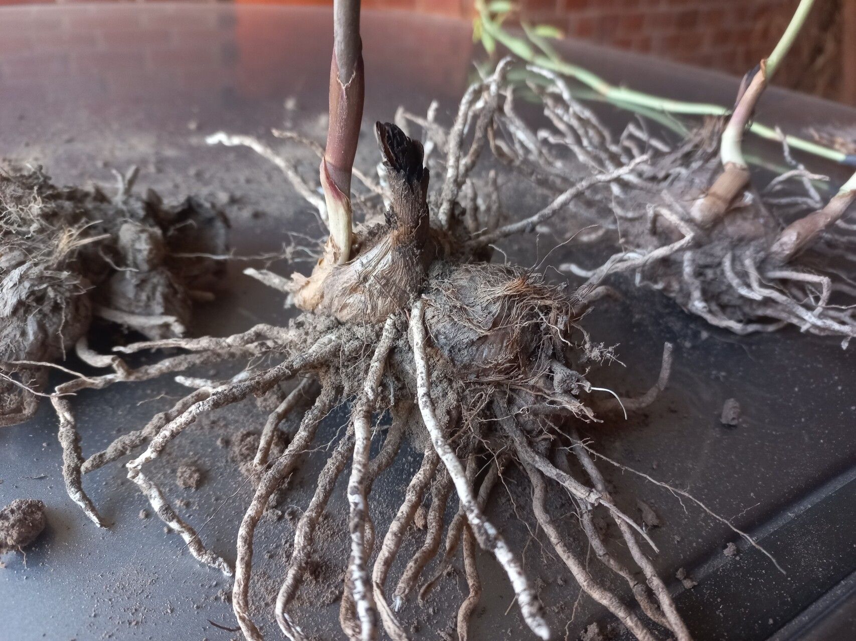 Eulophia parvula bark