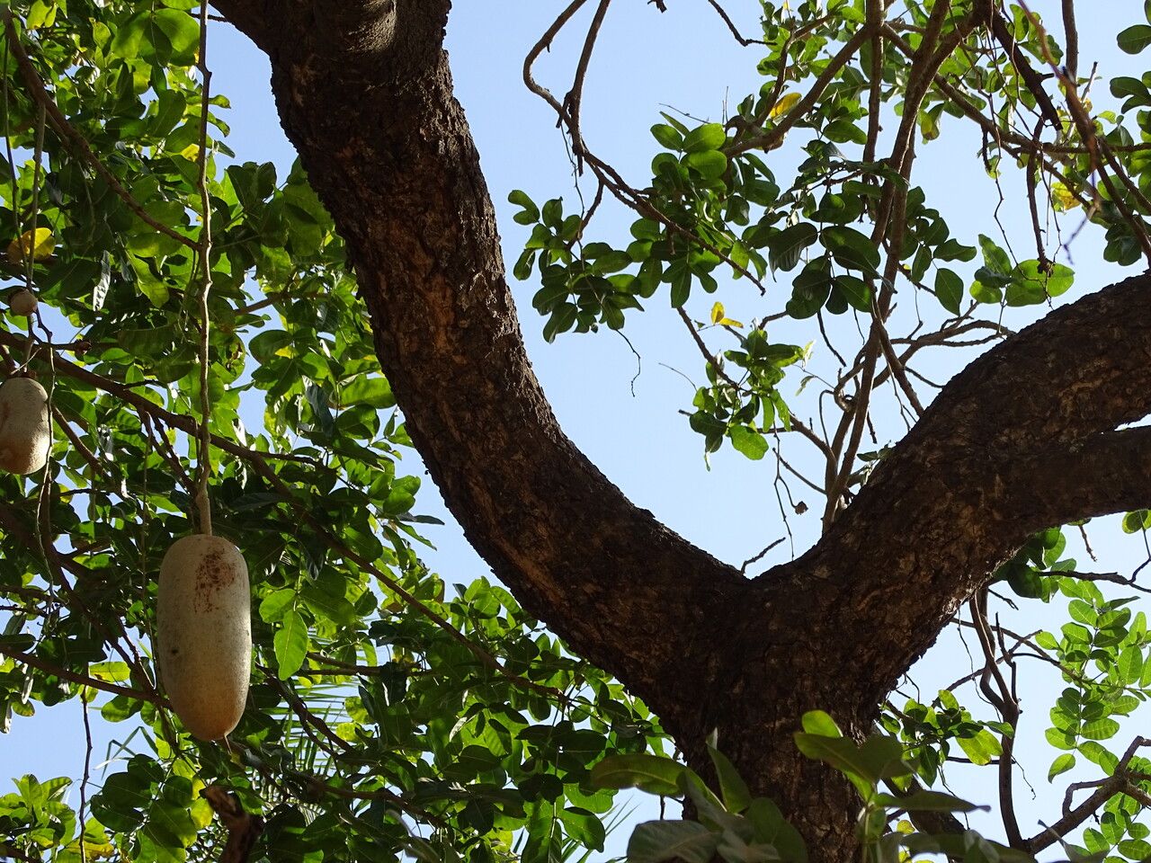 Kiggelaria africana fruit