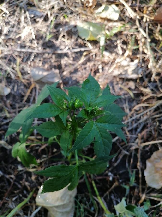Astraea lobata flower