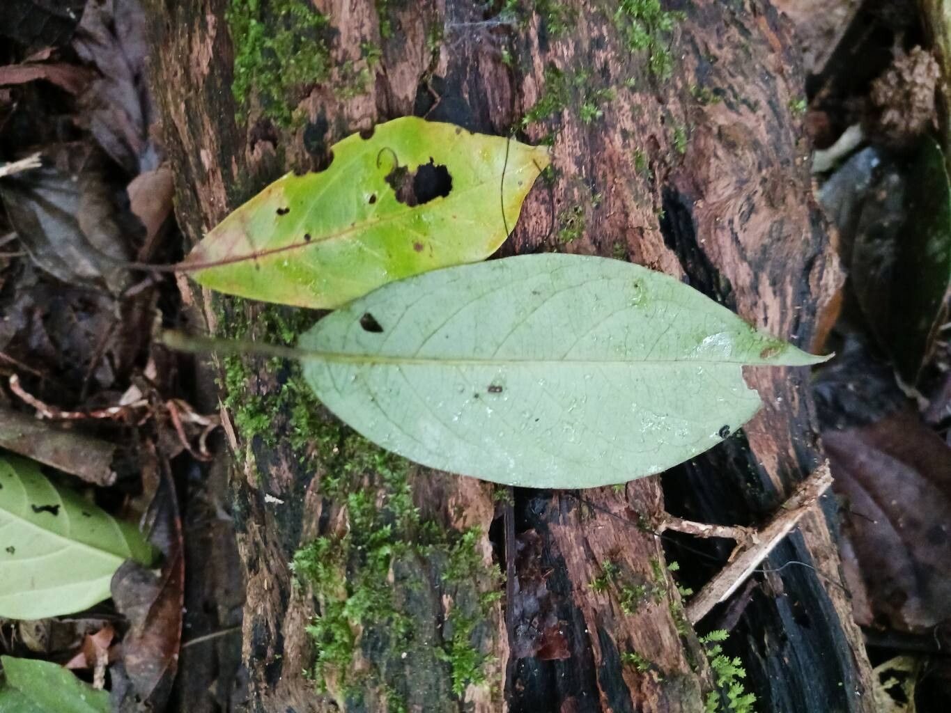 Terminalia carinata leaf