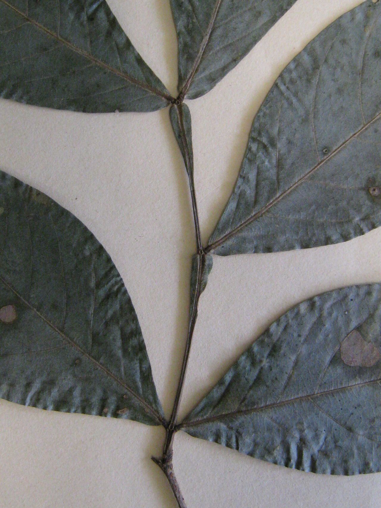 Inga bourgoni — houseplant care guide