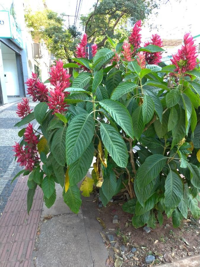 Megaskepasma erythrochlamys flower