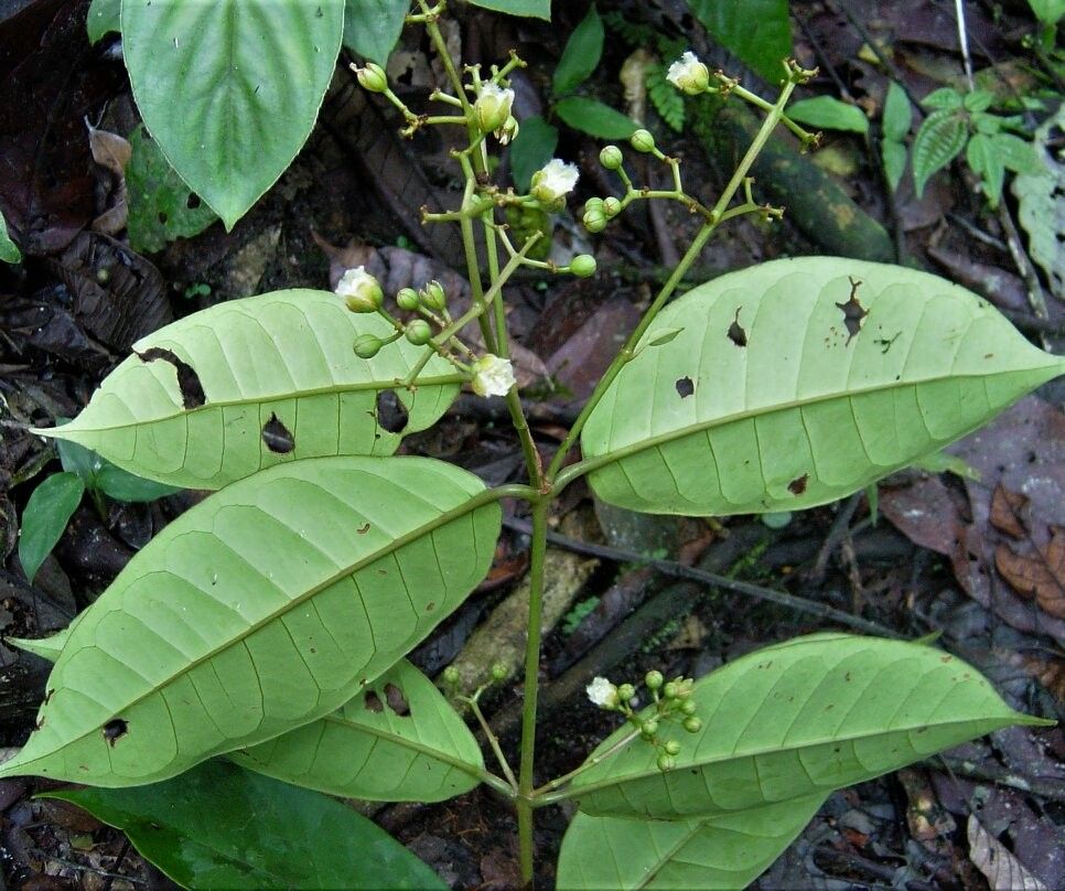 Vismia glabra — houseplant care guide