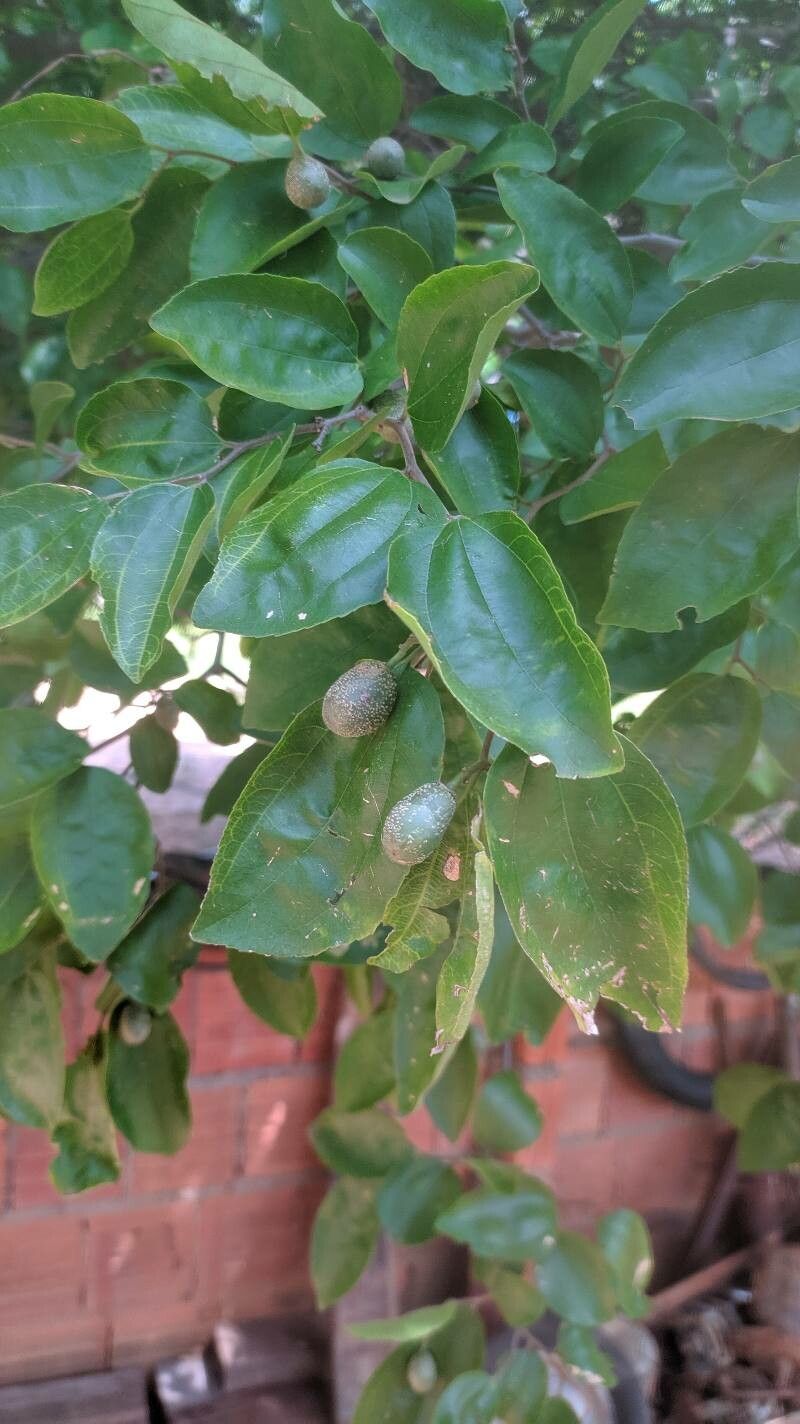 Sarcomphalus joazeiro — related species from the same genus