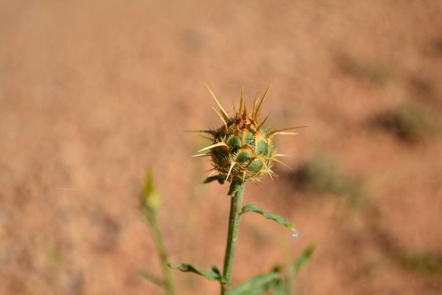 Centaurea ornata fruit