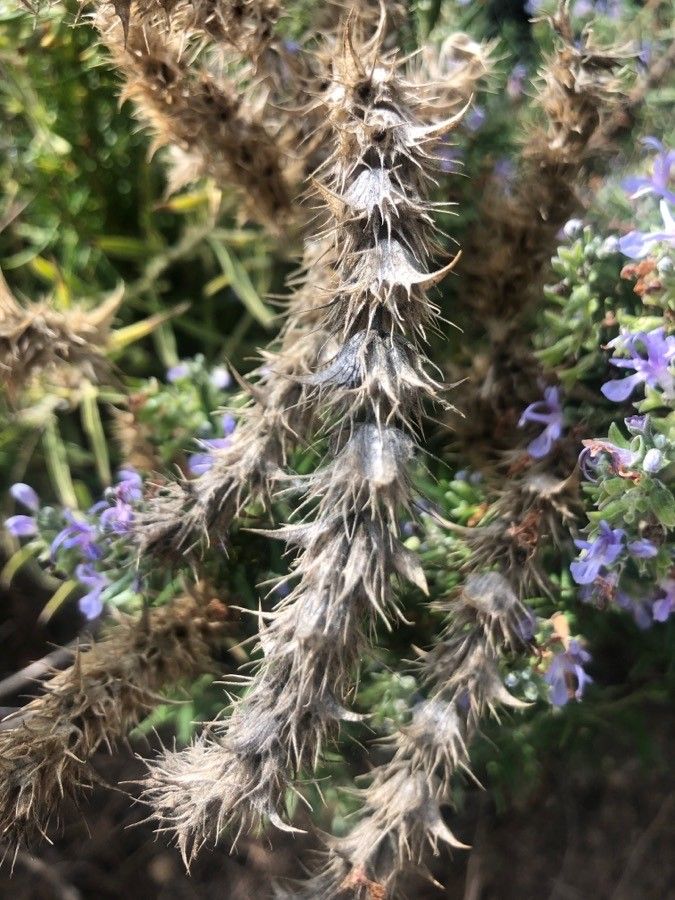 Sideritis serrata other