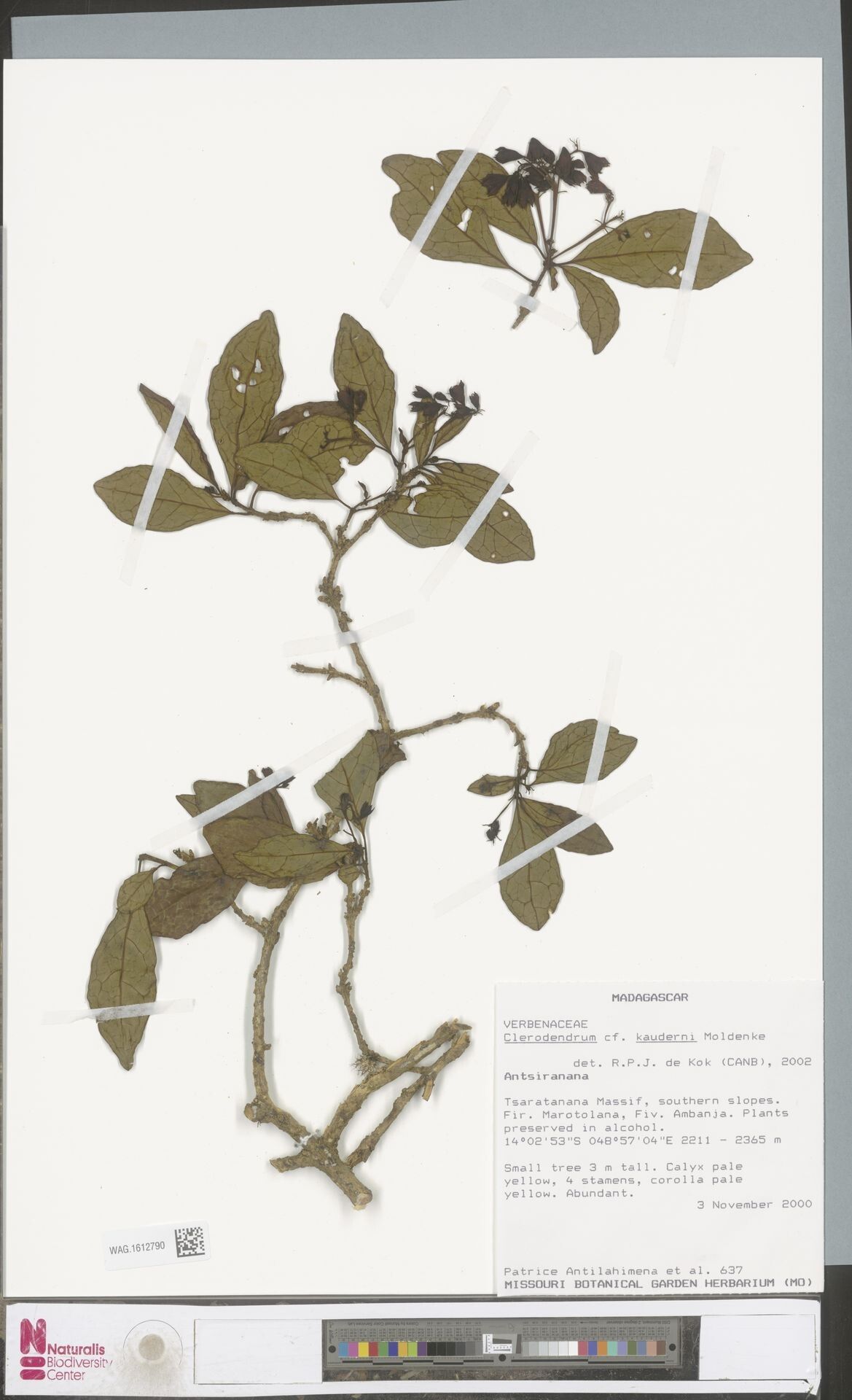 Clerodendrum kauderni — houseplant care guide