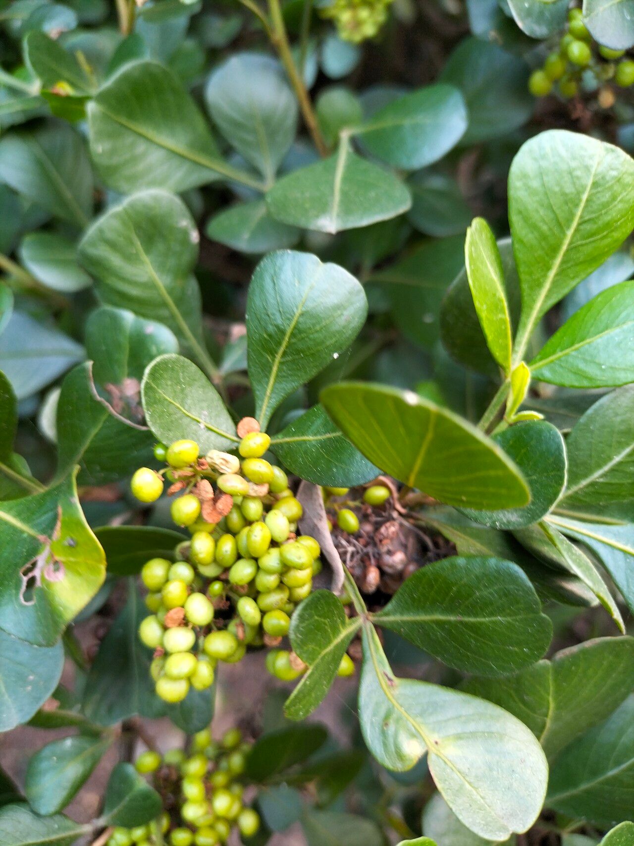 Searsia lucida fruit