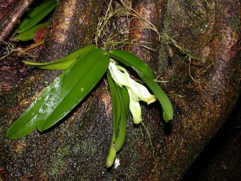 Rodriguezia compacta — related species from the same genus