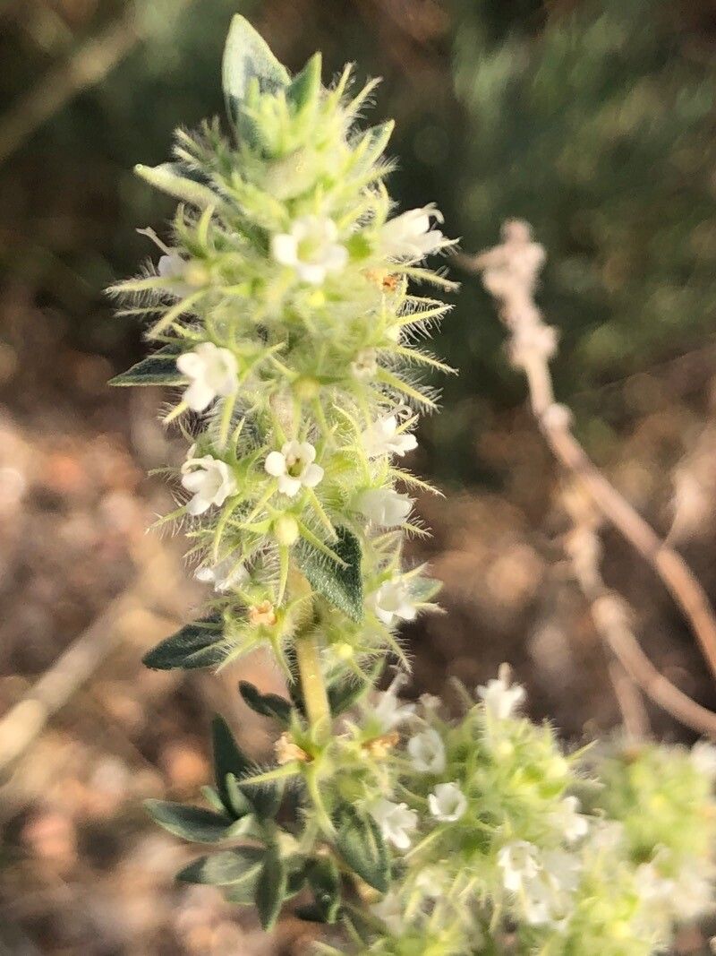 Thymus mastichina flower
