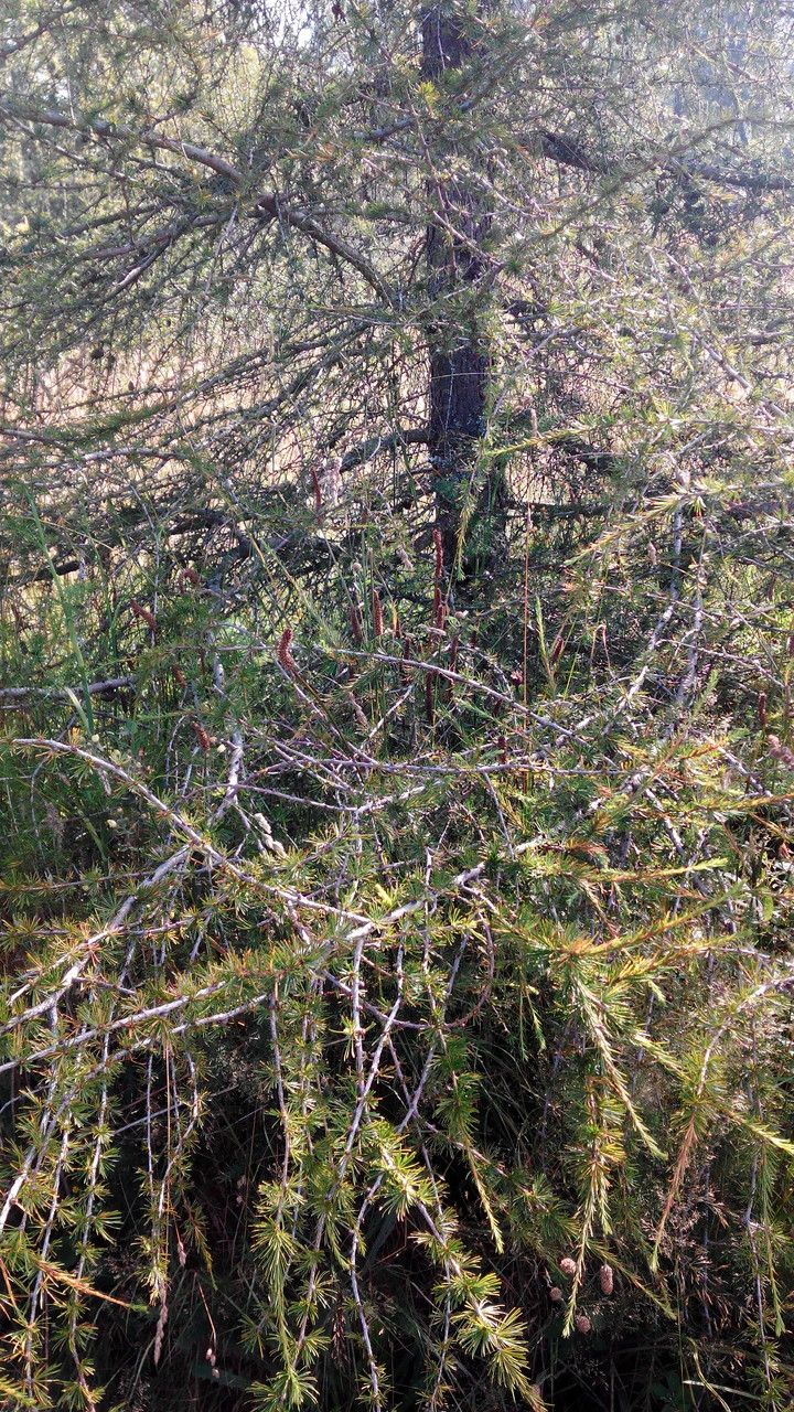 Larix × marschlinsii habit