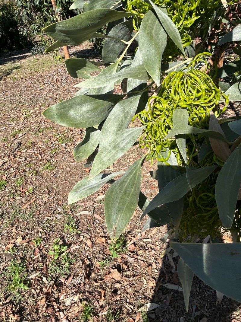 Acacia cowleana — houseplant care guide