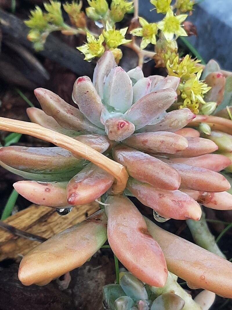Sedum obtusatum — clay tolerant houseplant