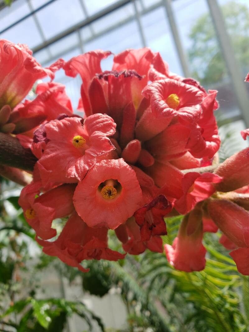 Brachychiton acerifolius flower