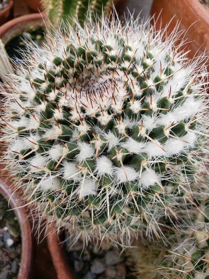 Mammillaria capensis — search result for 'Mammillaria'