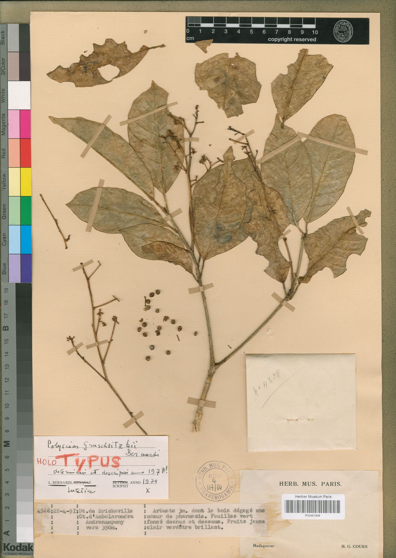 Polyscias gruschvitzkii — search result for 'Polyscias'