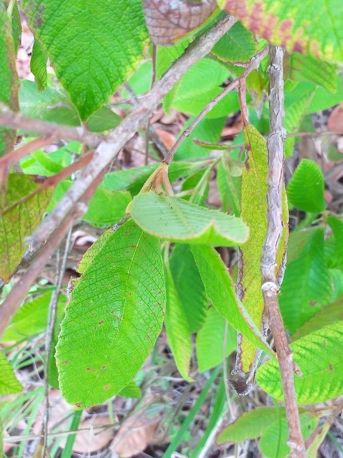 Tetracera boiviniana bark
