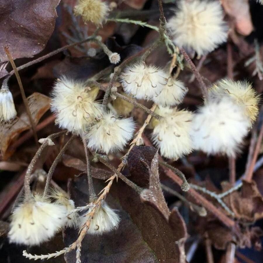 Senecio bayonnensis fruit