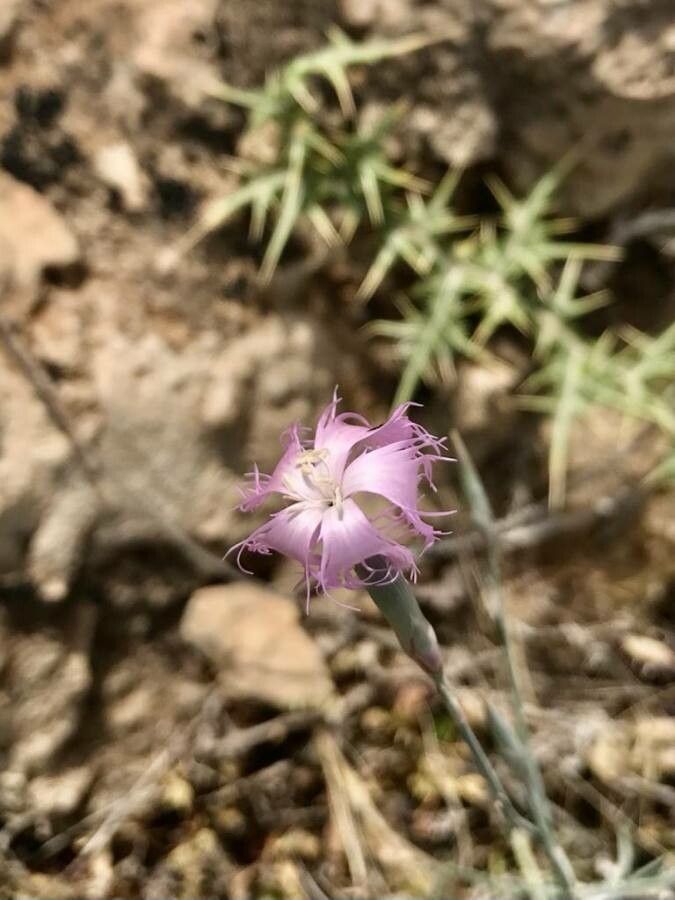 Dianthus macranthus flower