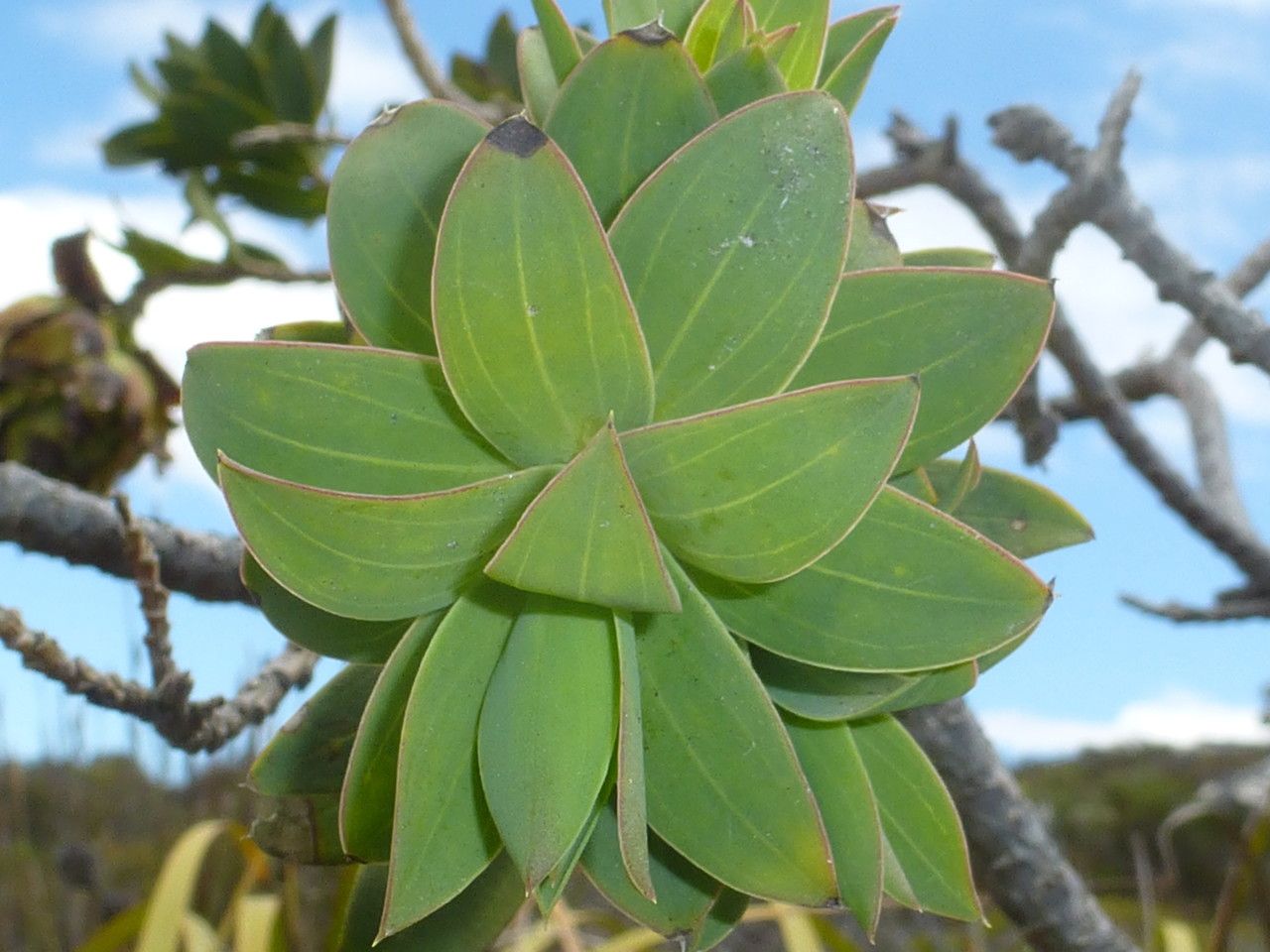 Liparia splendens — houseplant care guide