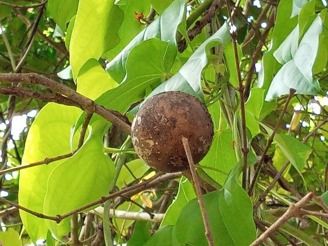 Strychnos wallichiana fruit