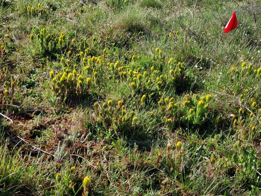 Castilleja levisecta habit