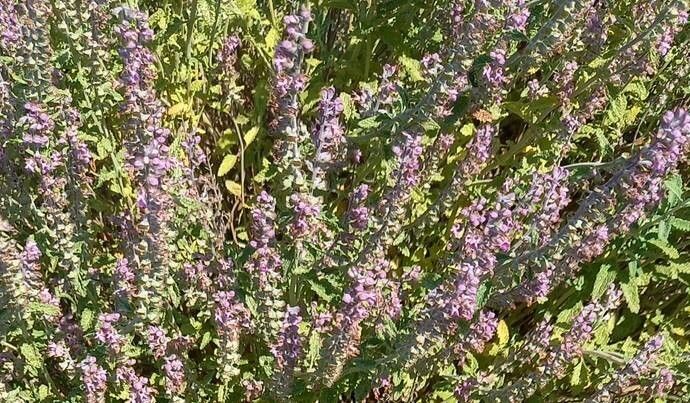 Teucrium massiliense flower