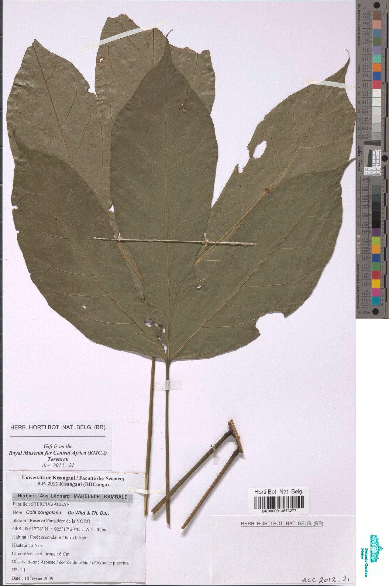 Cola congolana — search result for 'Congo'