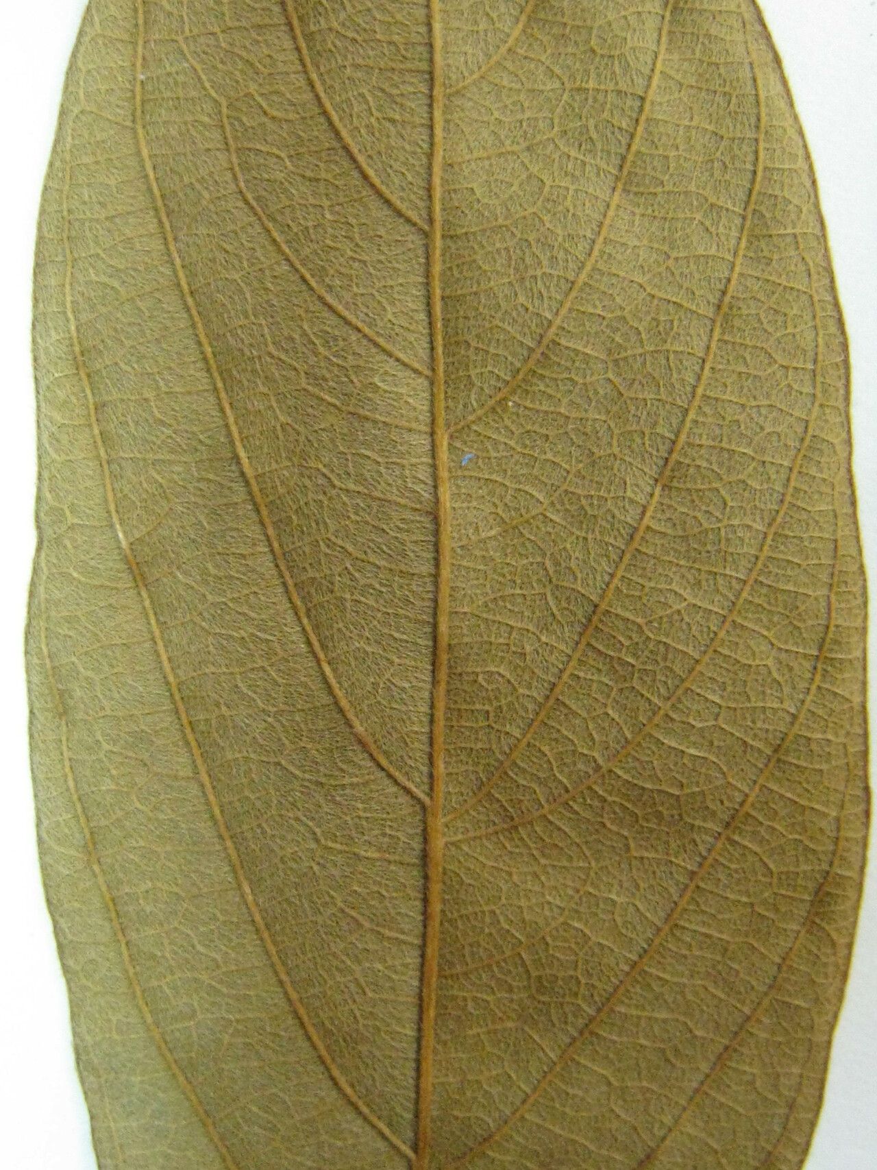 Lonchocarpus hedyosmus other