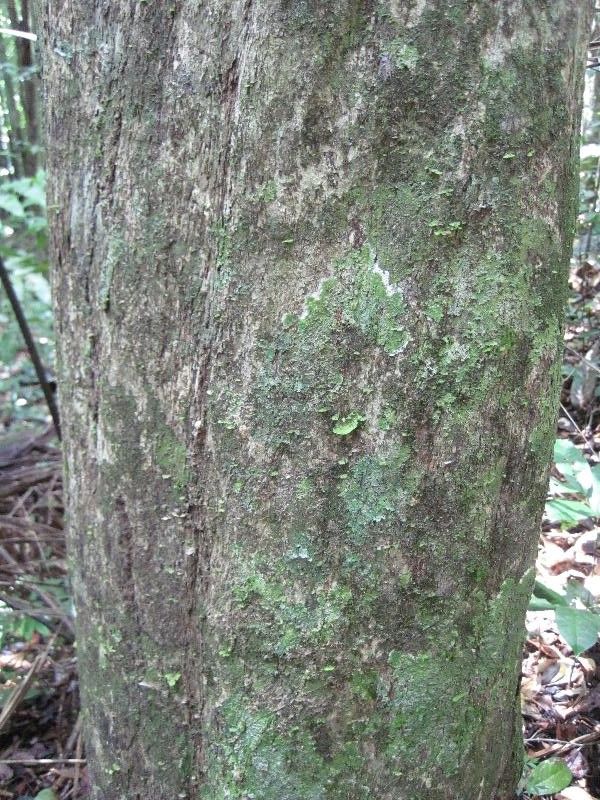 Mouriri angulicosta bark