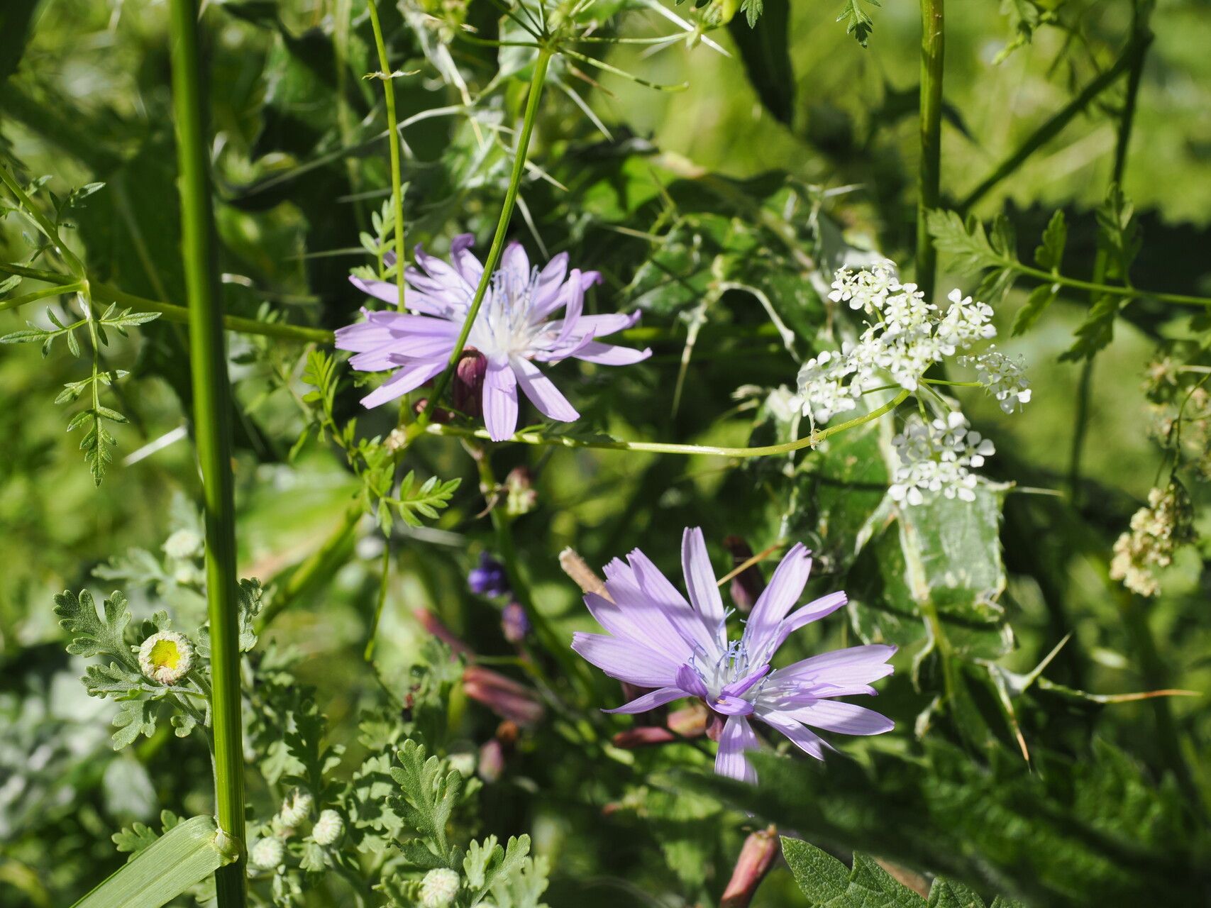 Cicerbita racemosa flower