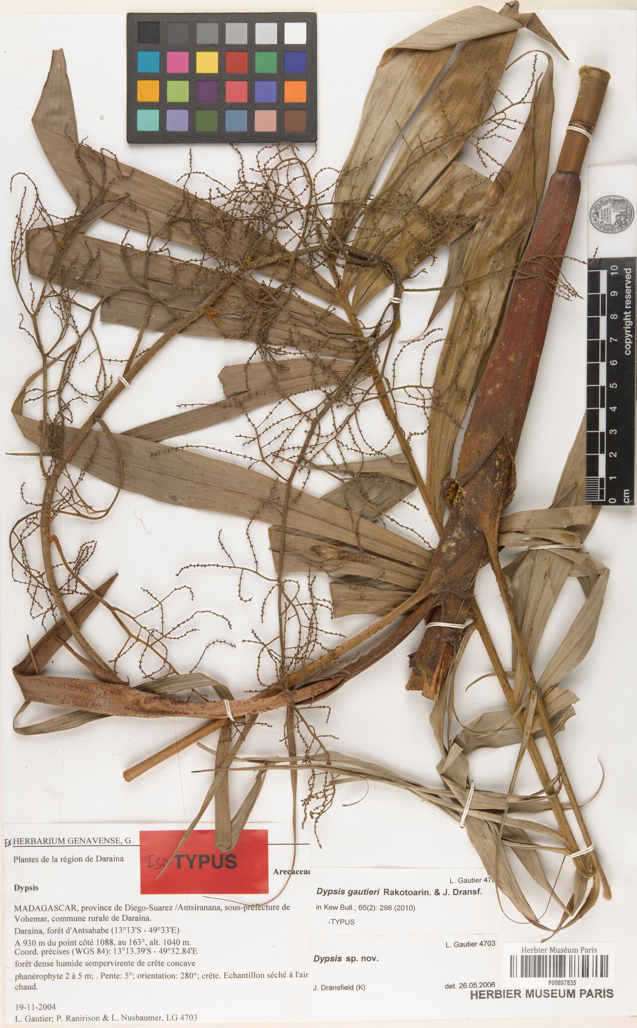 Dypsis gautieri — houseplant care guide