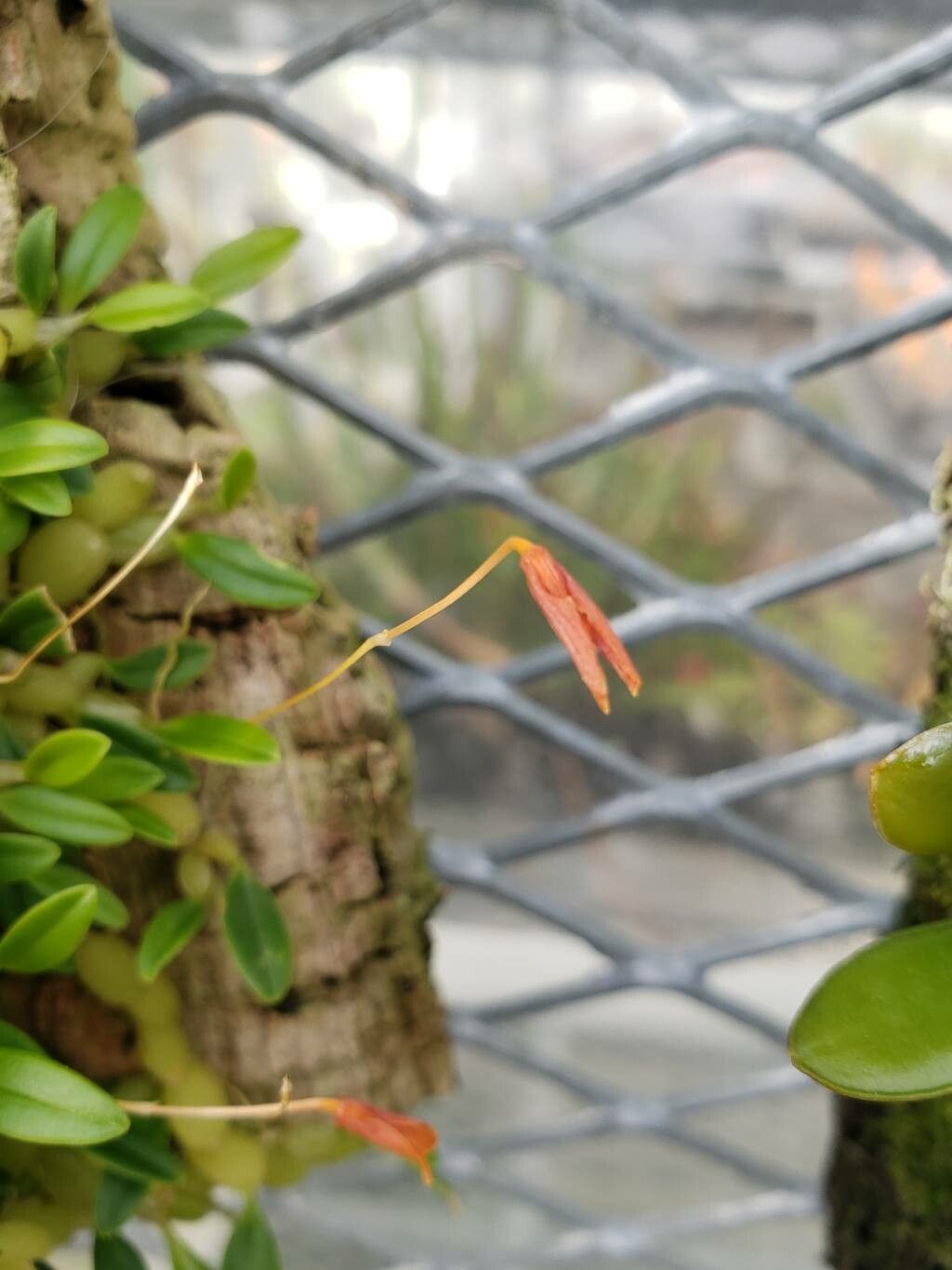 Bulbophyllum ovalifolium flower