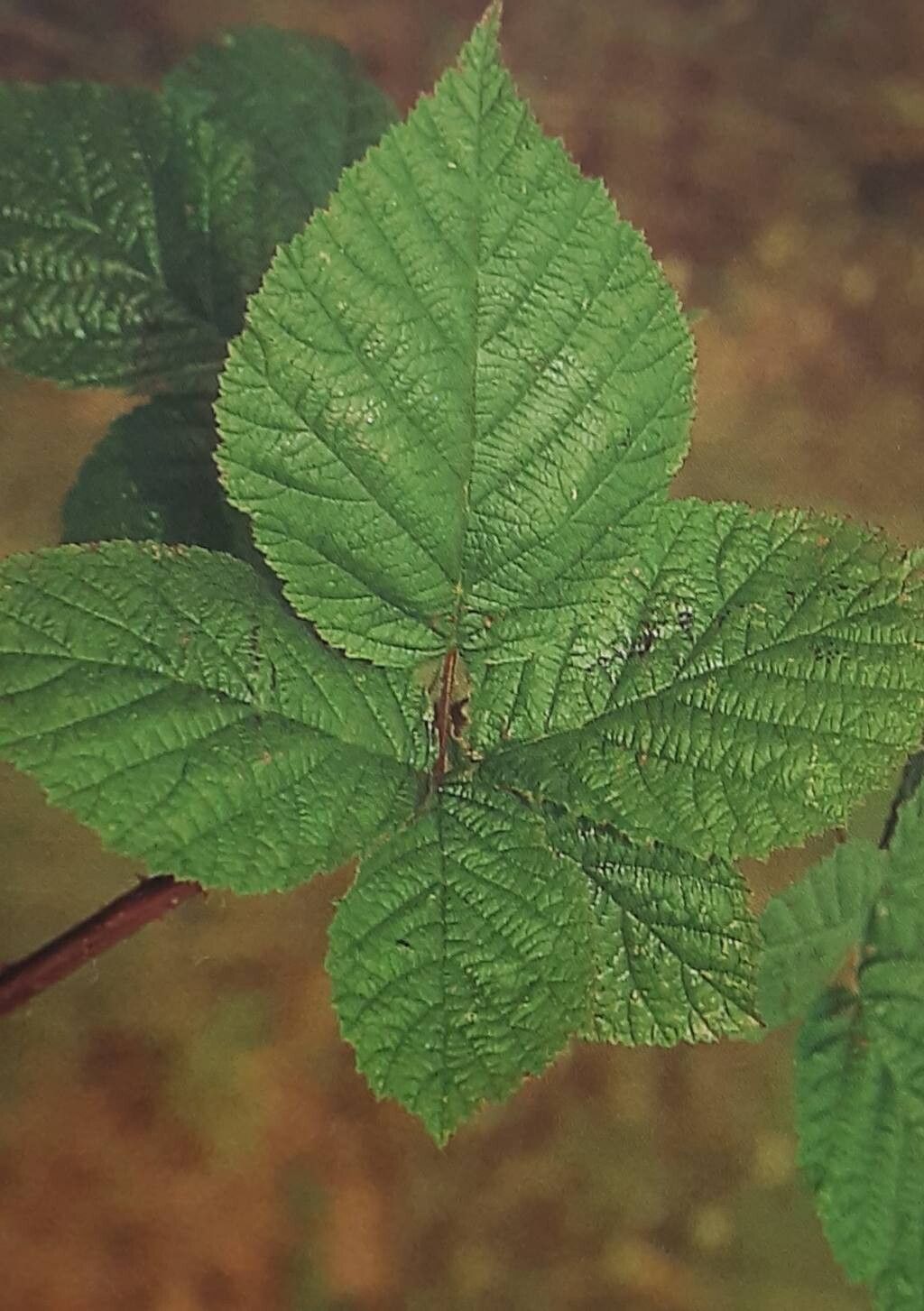 Rubus curvaciculatus — houseplant care guide