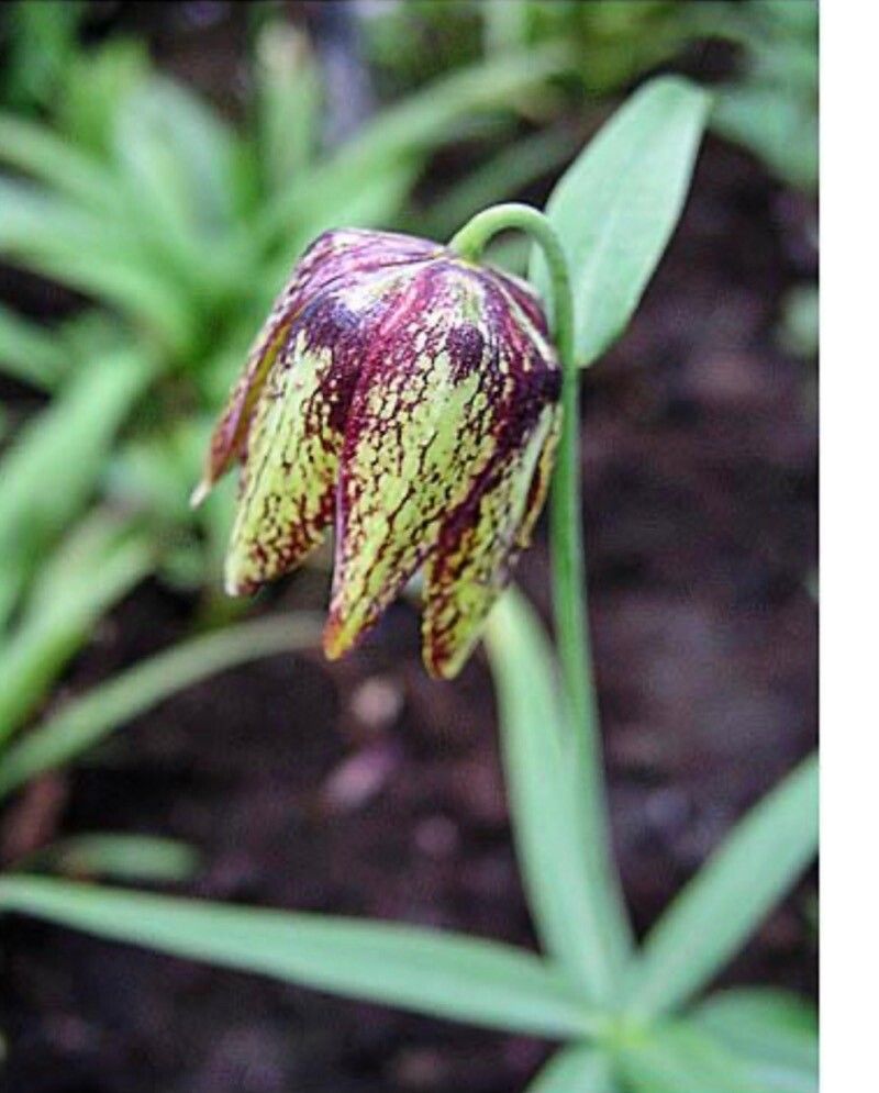 Fritillaria dagana — search result for 'Fritillaria'