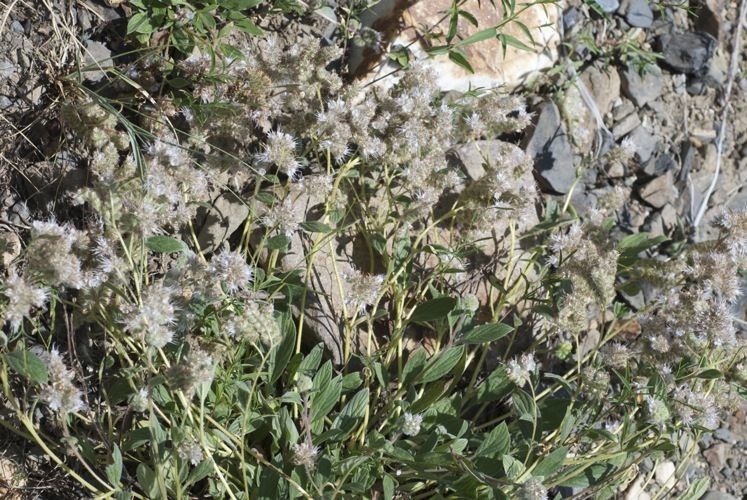 Phacelia heterophylla bark