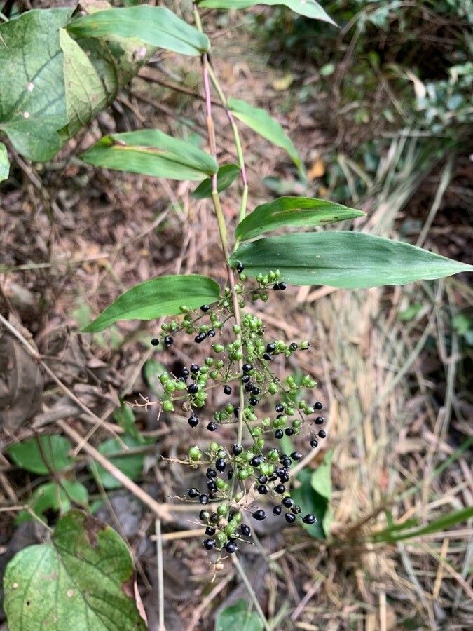 Lasiacis ruscifolia fruit