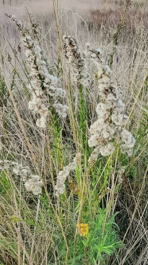 Solidago chilensis fruit