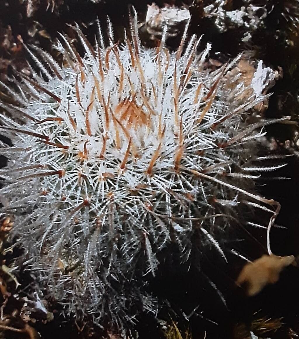 Frailea gracillima — houseplant care guide