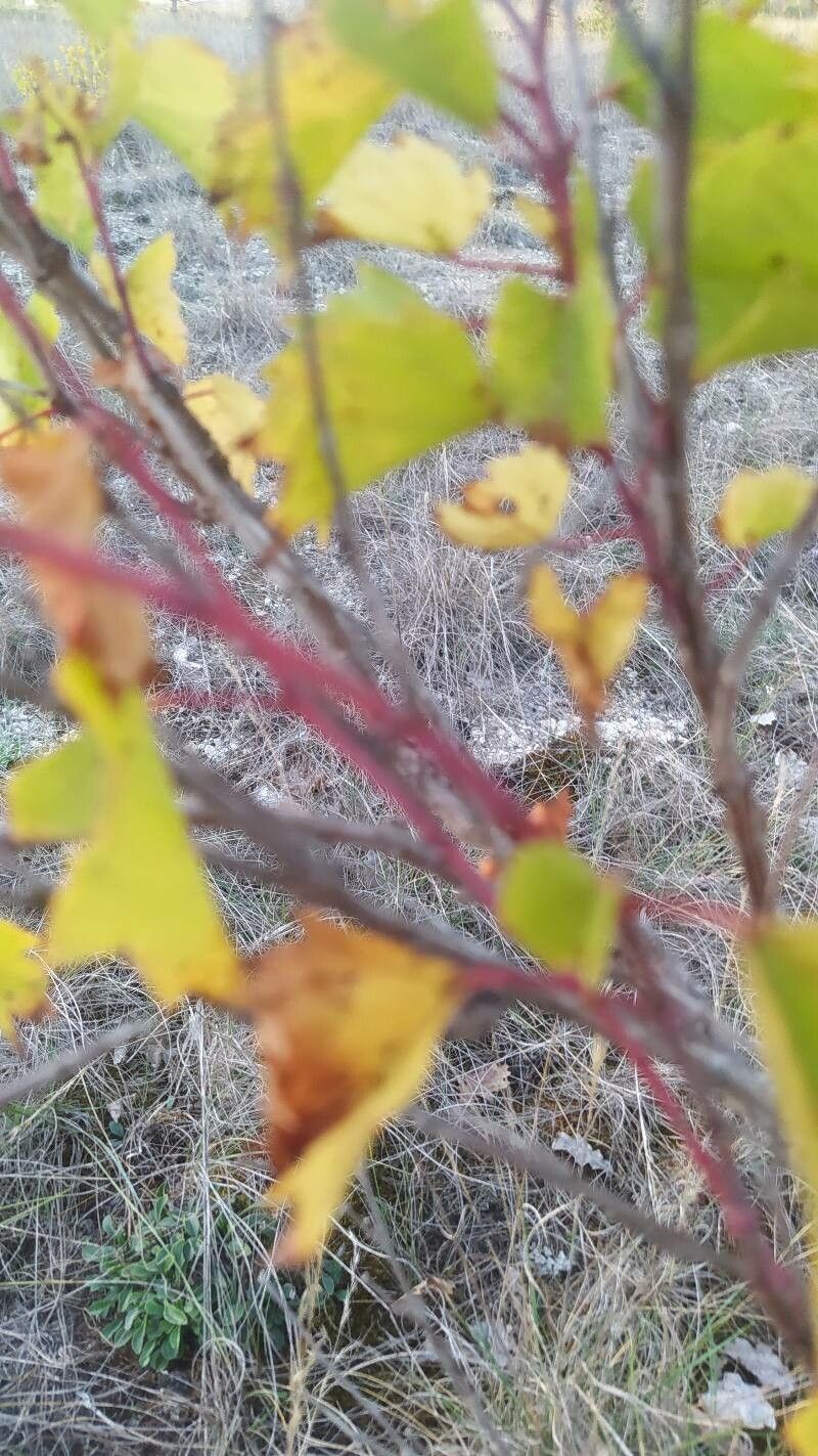 Vitis rupestris bark