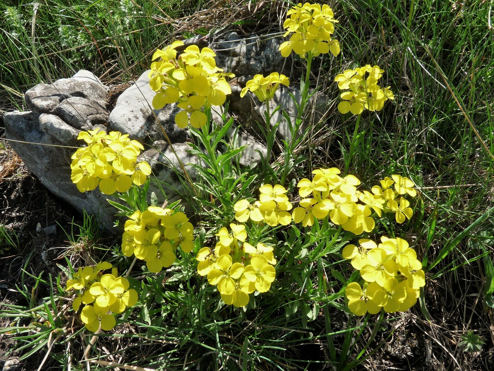 Erysimum duriaei habit