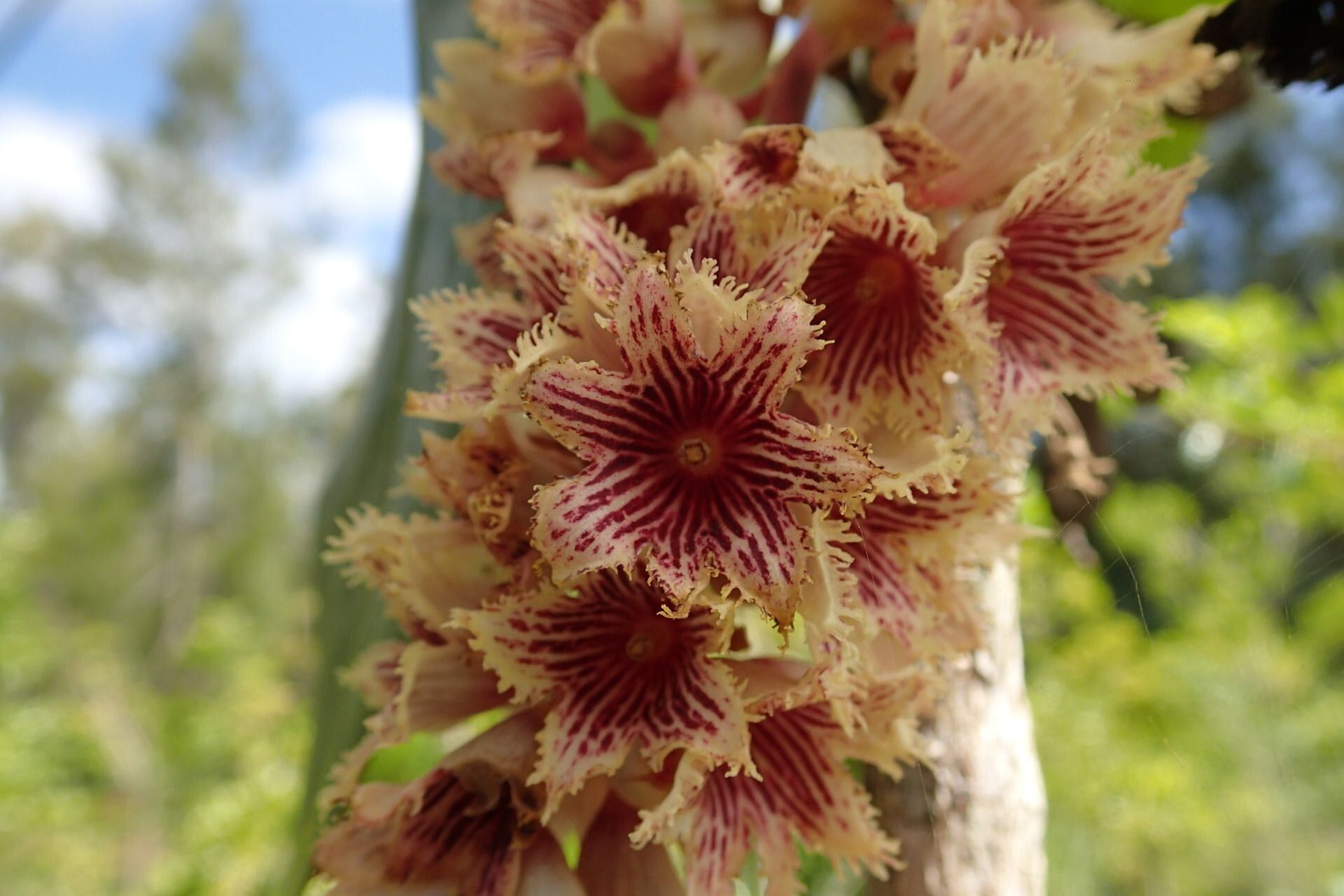 Acropogon jaffrei flower